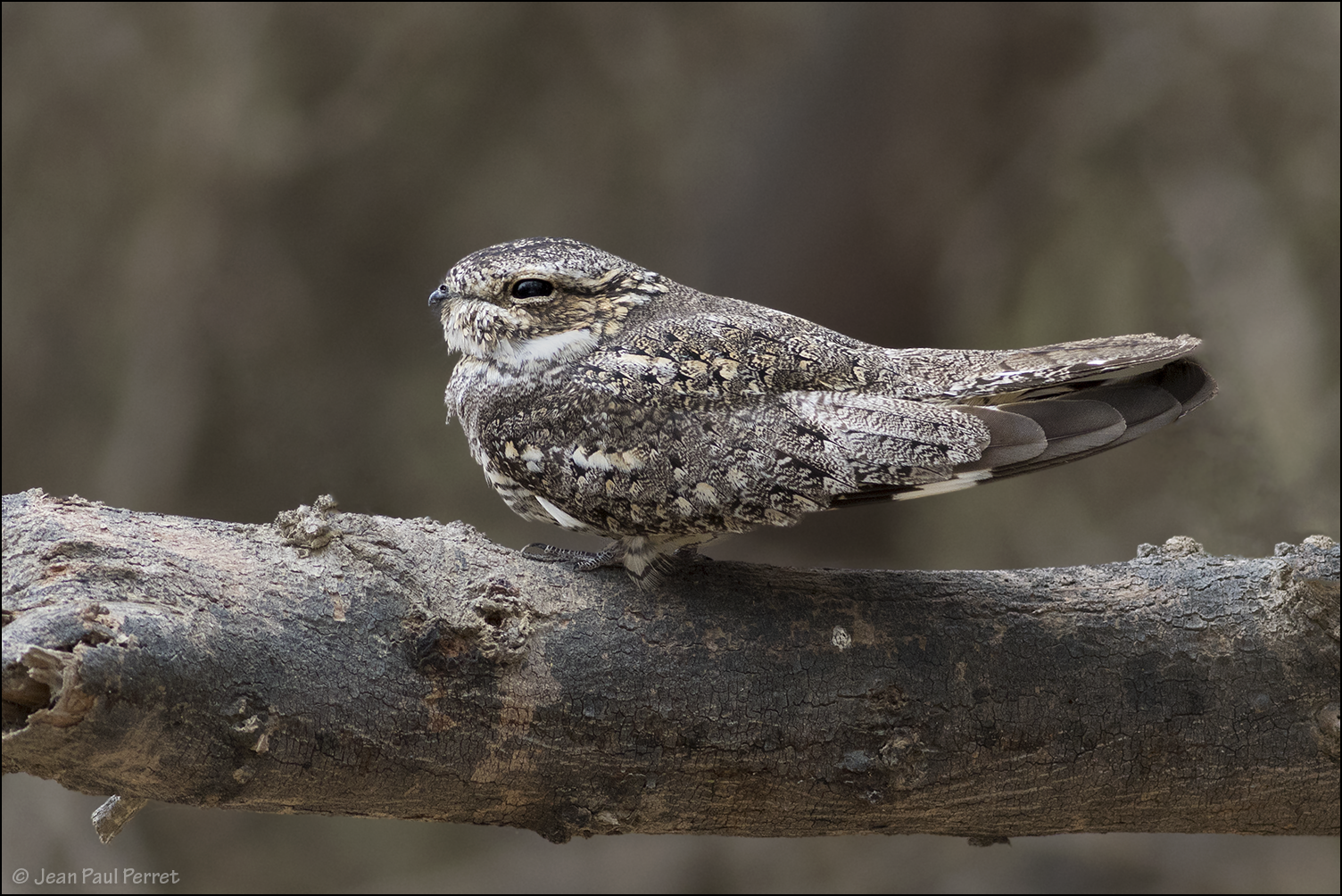 Lesser Nighthawk