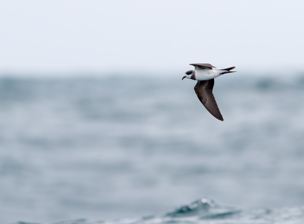 Hornby’s Storm-Petrel: Light pollution and conservation