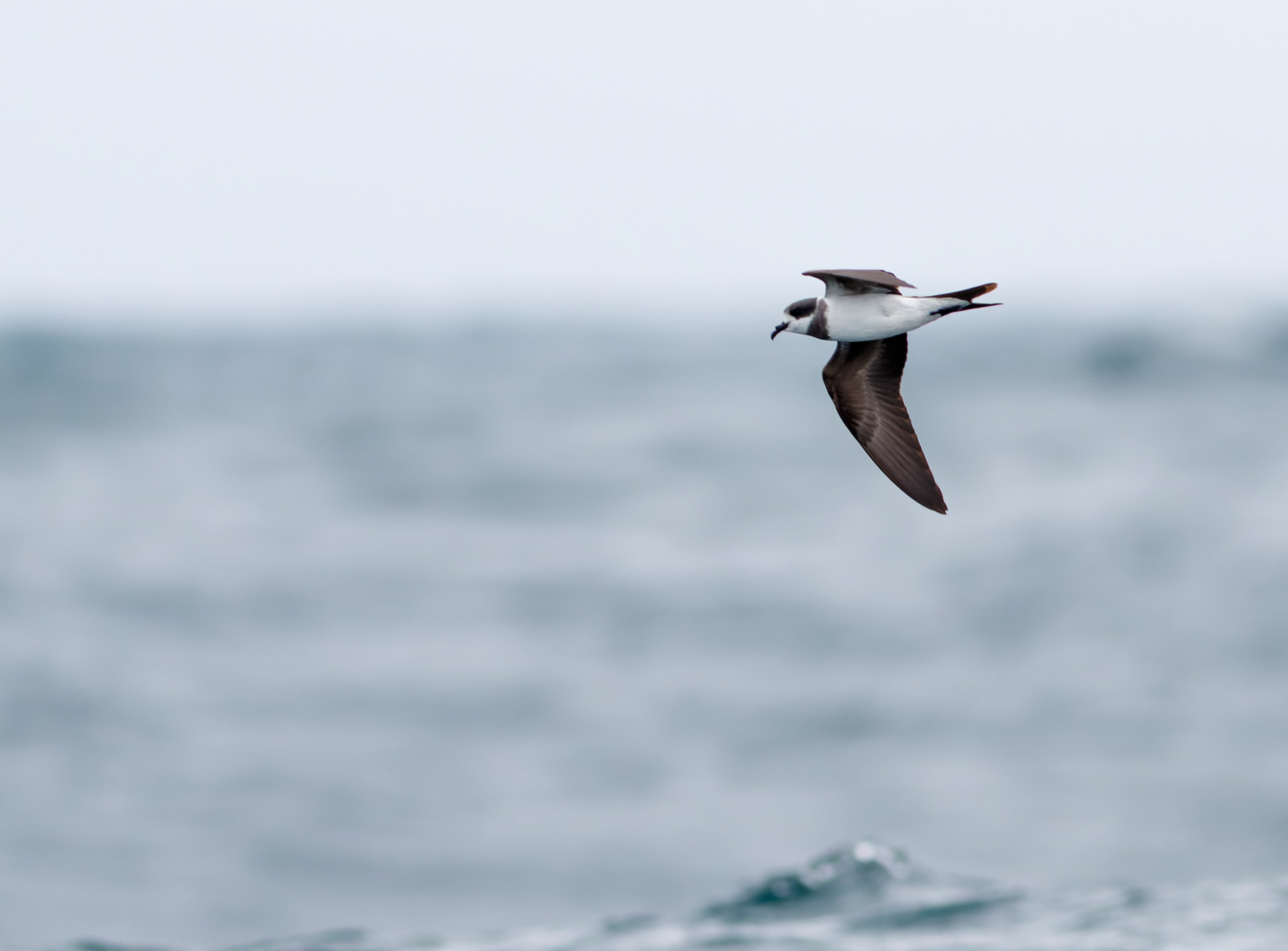 Hornby’s Storm-Petrel: Light pollution and conservation