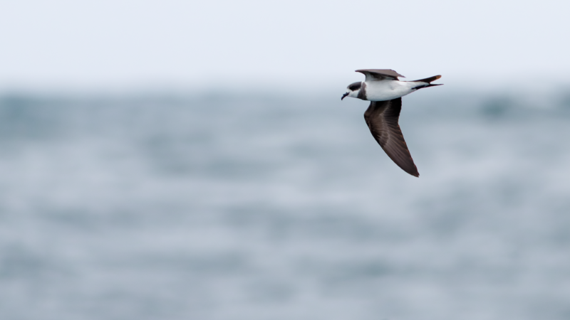 Hornby's Storm-Petrel = Wild Andes Tours, Lima