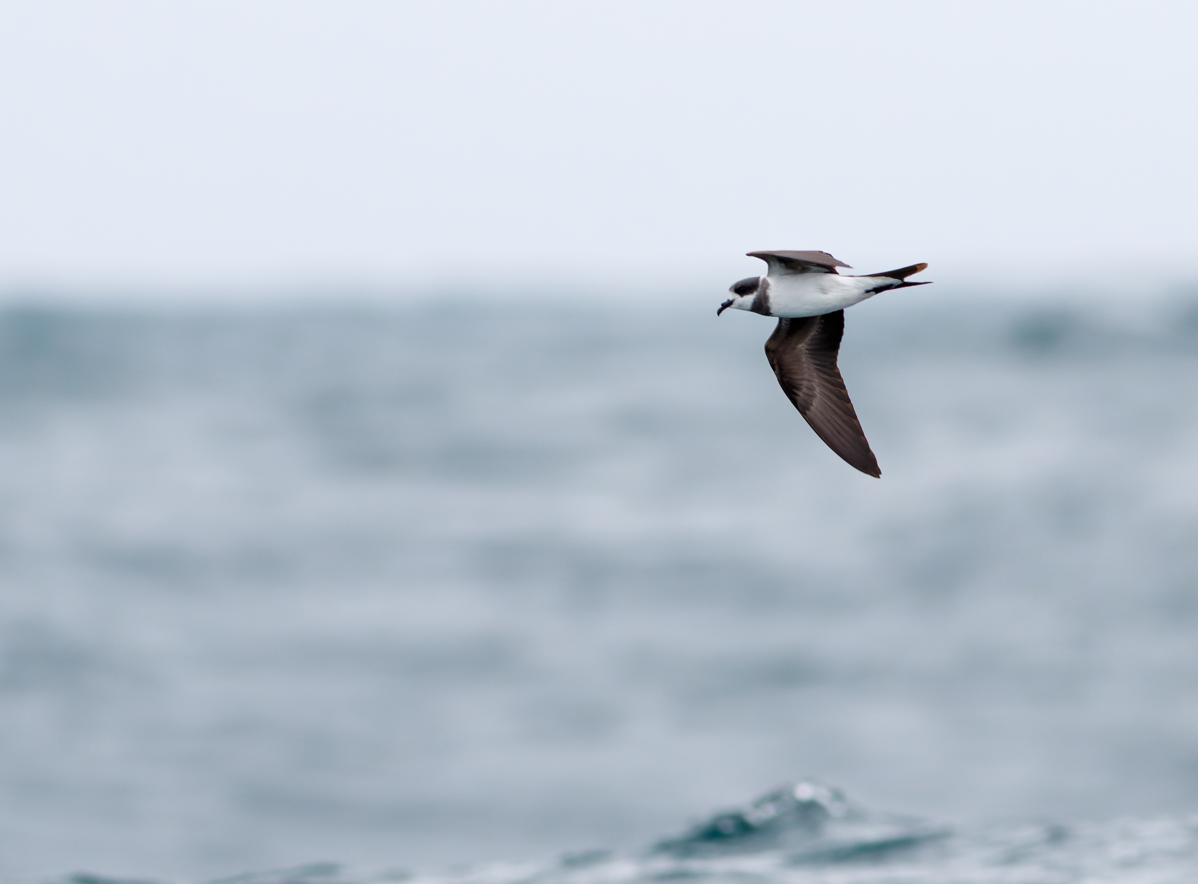 Hornby's Storm-Petrel Pelagic Tour Peru