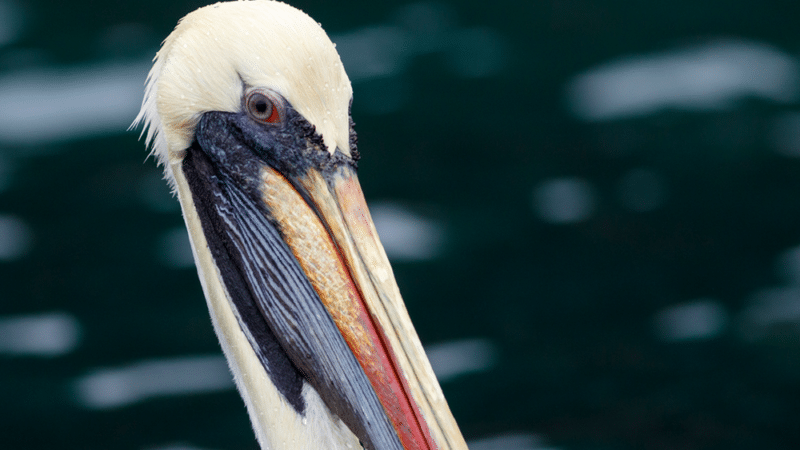 Peruvian Pelican - Wild Andes Birding Tours, Lima