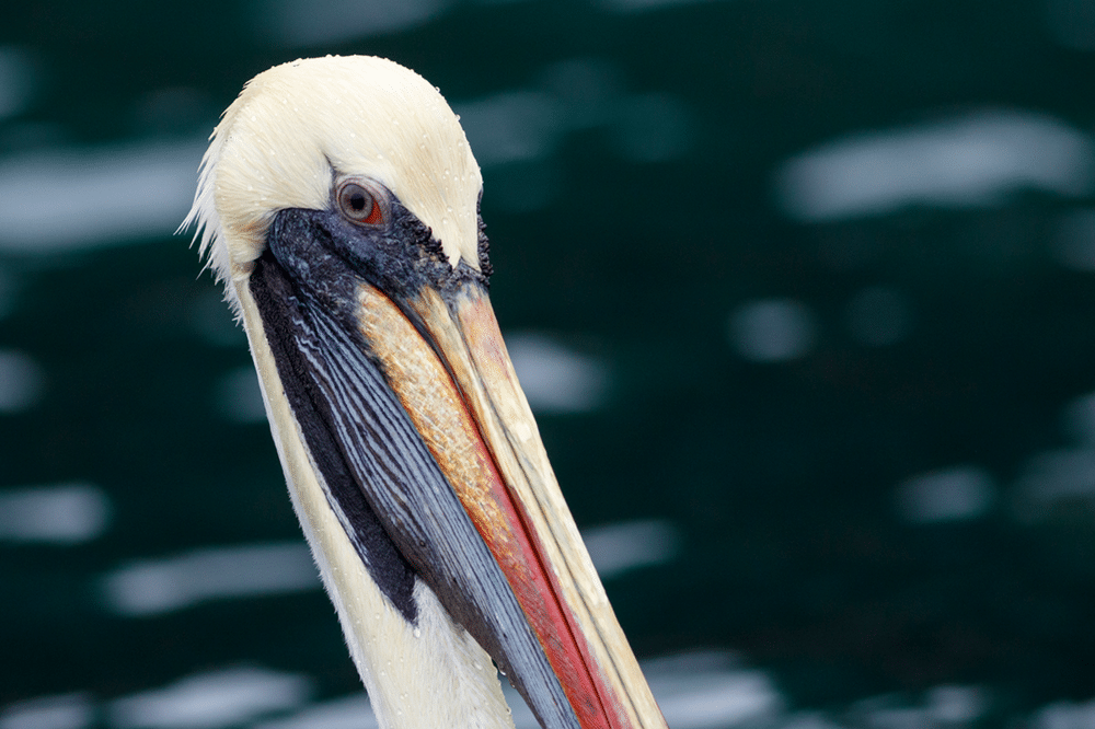 Peruvian Pelican