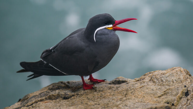 Inca Tern - Wild Andes Birding Tours, Lima