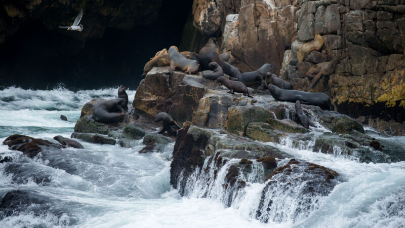 South-American Sea-Lion Pelagic Tour Peru Wild Andes