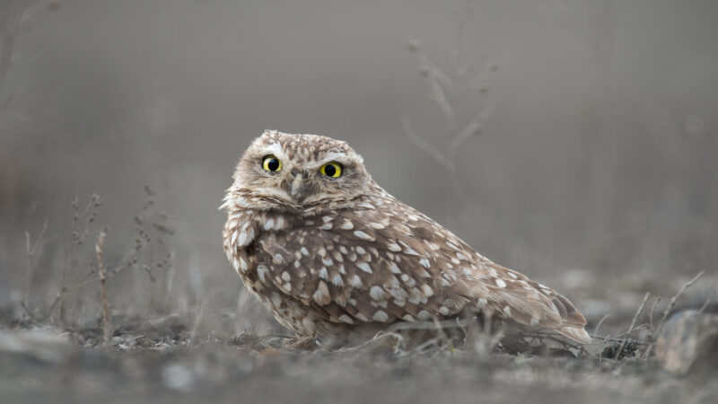 Burrowing Owl Lomas de Lachay Birding Tour