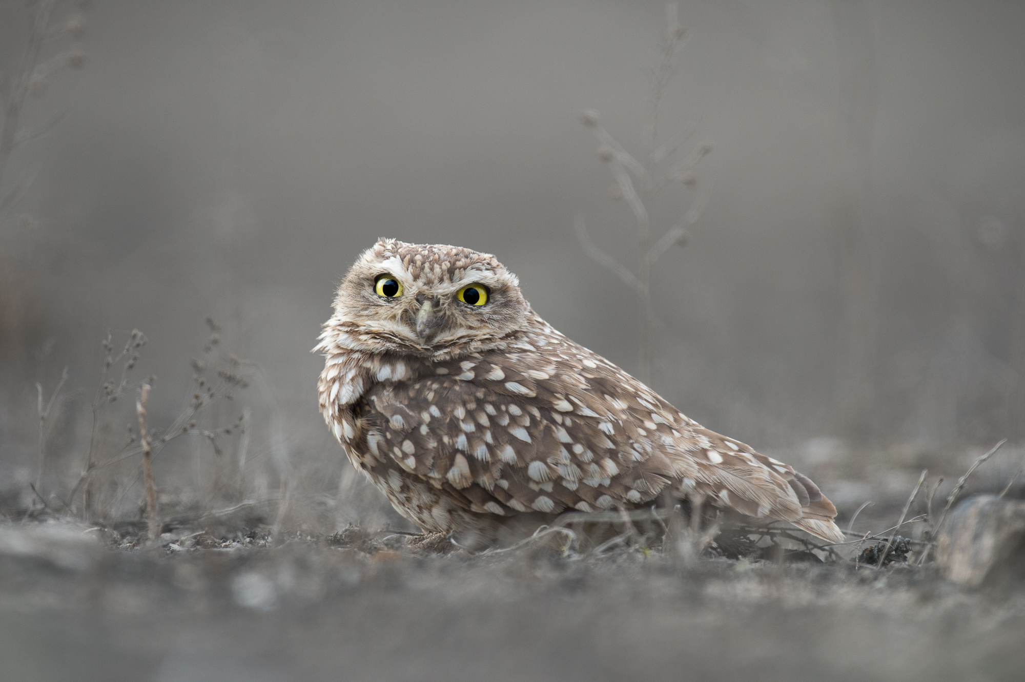 Burrowing Owl Lomas de Lachay Birding Tour