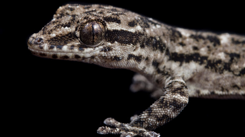 Lomas Gecko - Lomas de Lachay, Peru