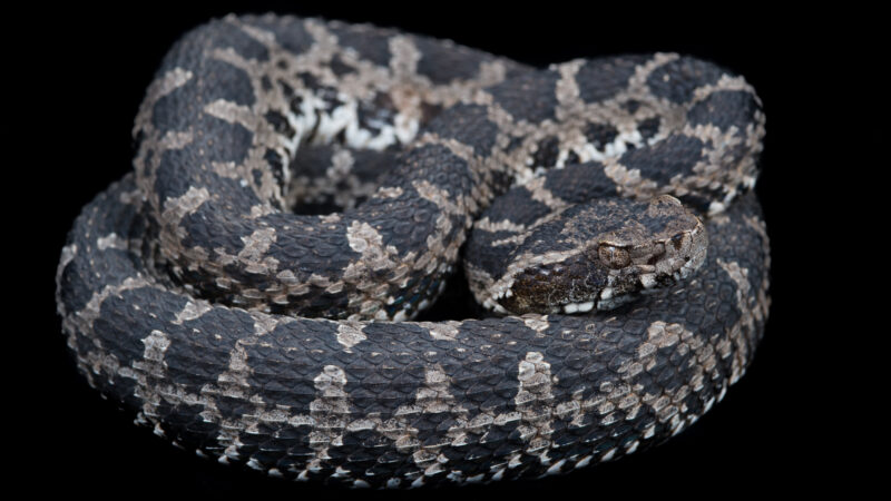 Coastal Fer-de-Lance - Lomas de Lachay, Peru