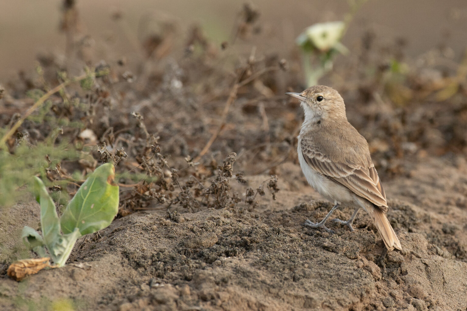 Birdwatching Lima’s Endemic Targets: Coastal Miner