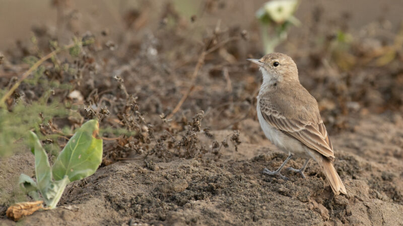 Coastal Miner - Wild Andes Birding Tour, Lima