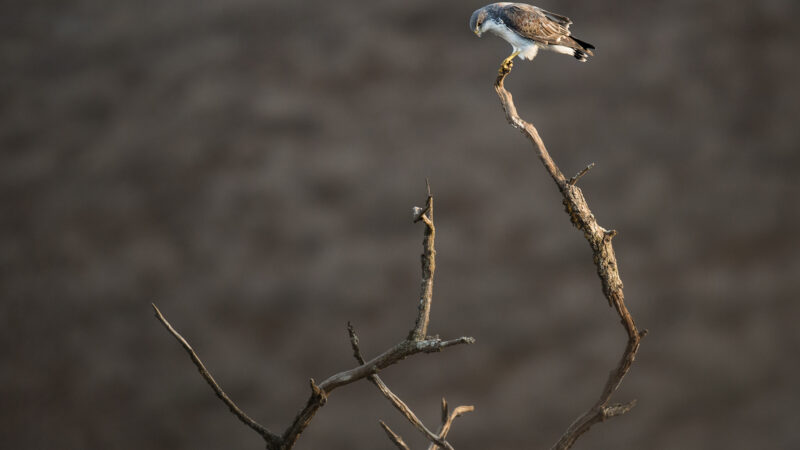 Variable Hawk - Lomas de Lachay