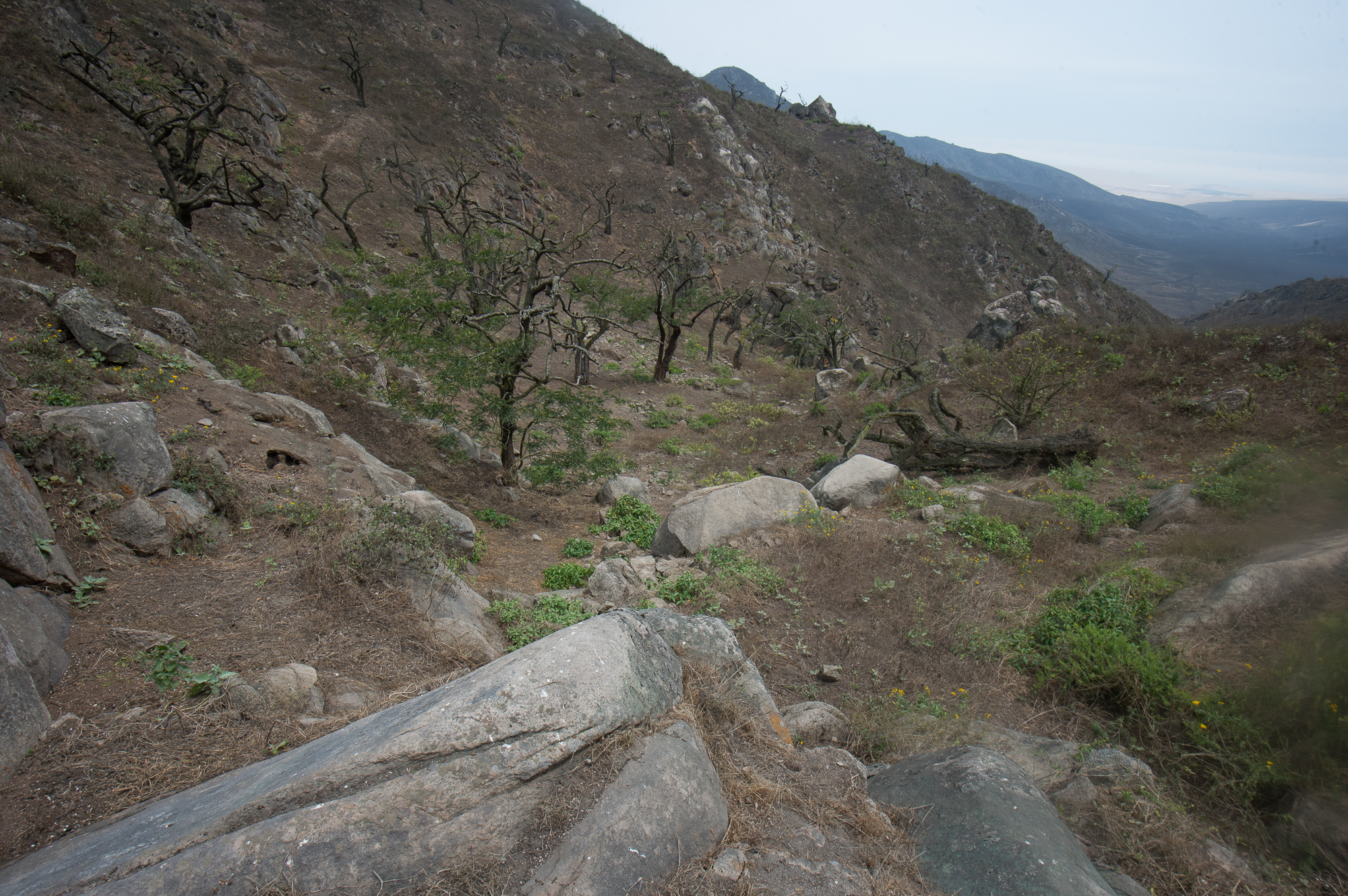 Dry Season at Lomas de Lachay