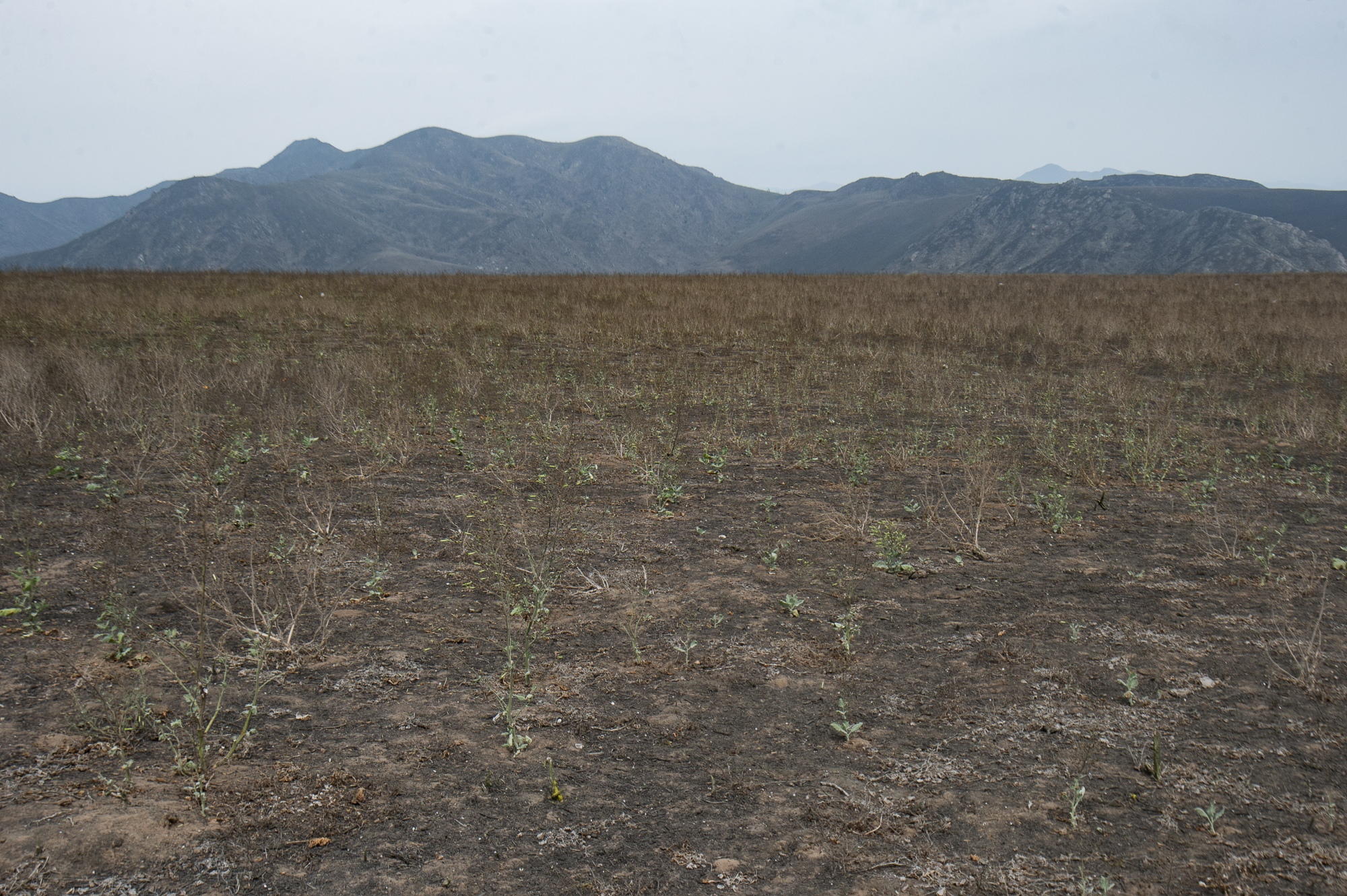 Dry Season at Lomas de Lachay