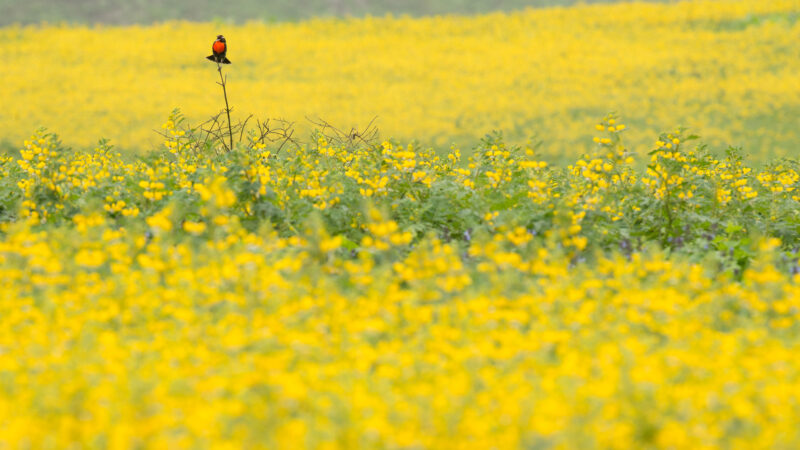 Peruvian Meadowlark - Wild Andes Birding Tours, Lima