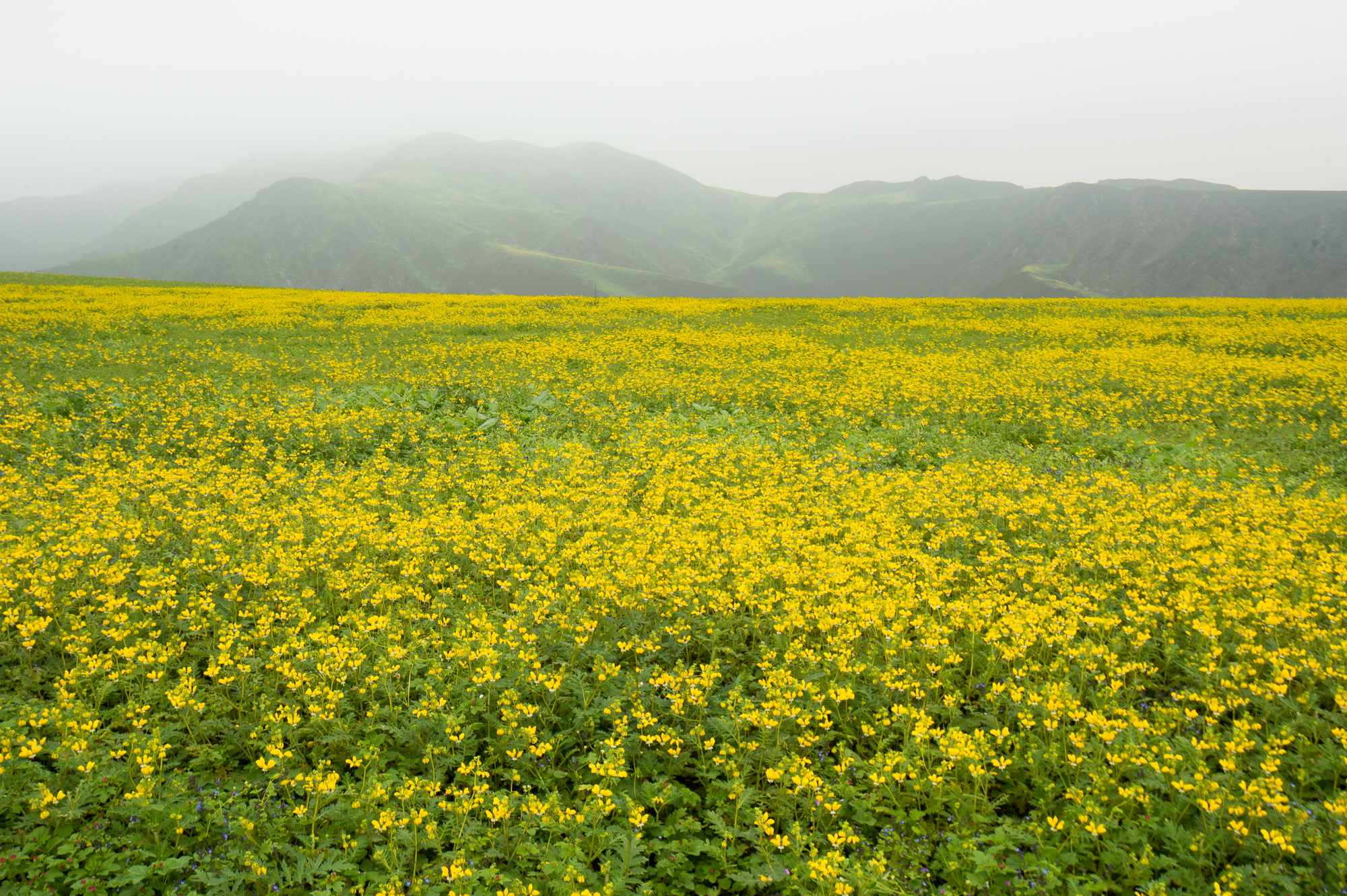 Wet Season at Lomas de Lachay