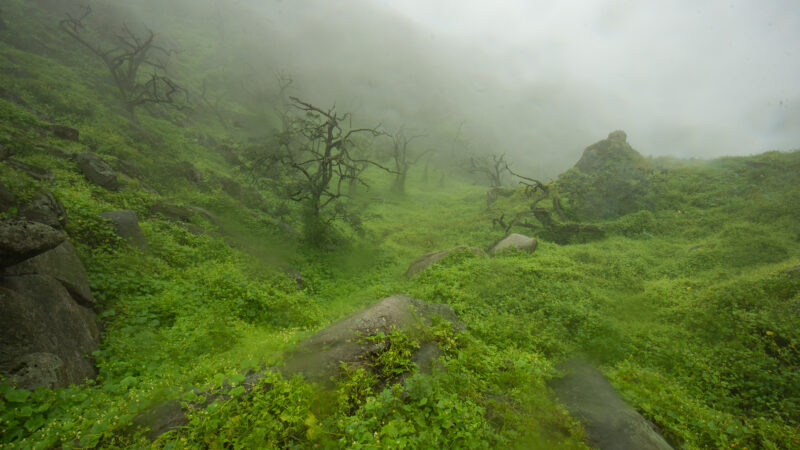 The Lomas Ecosystem during the wet season