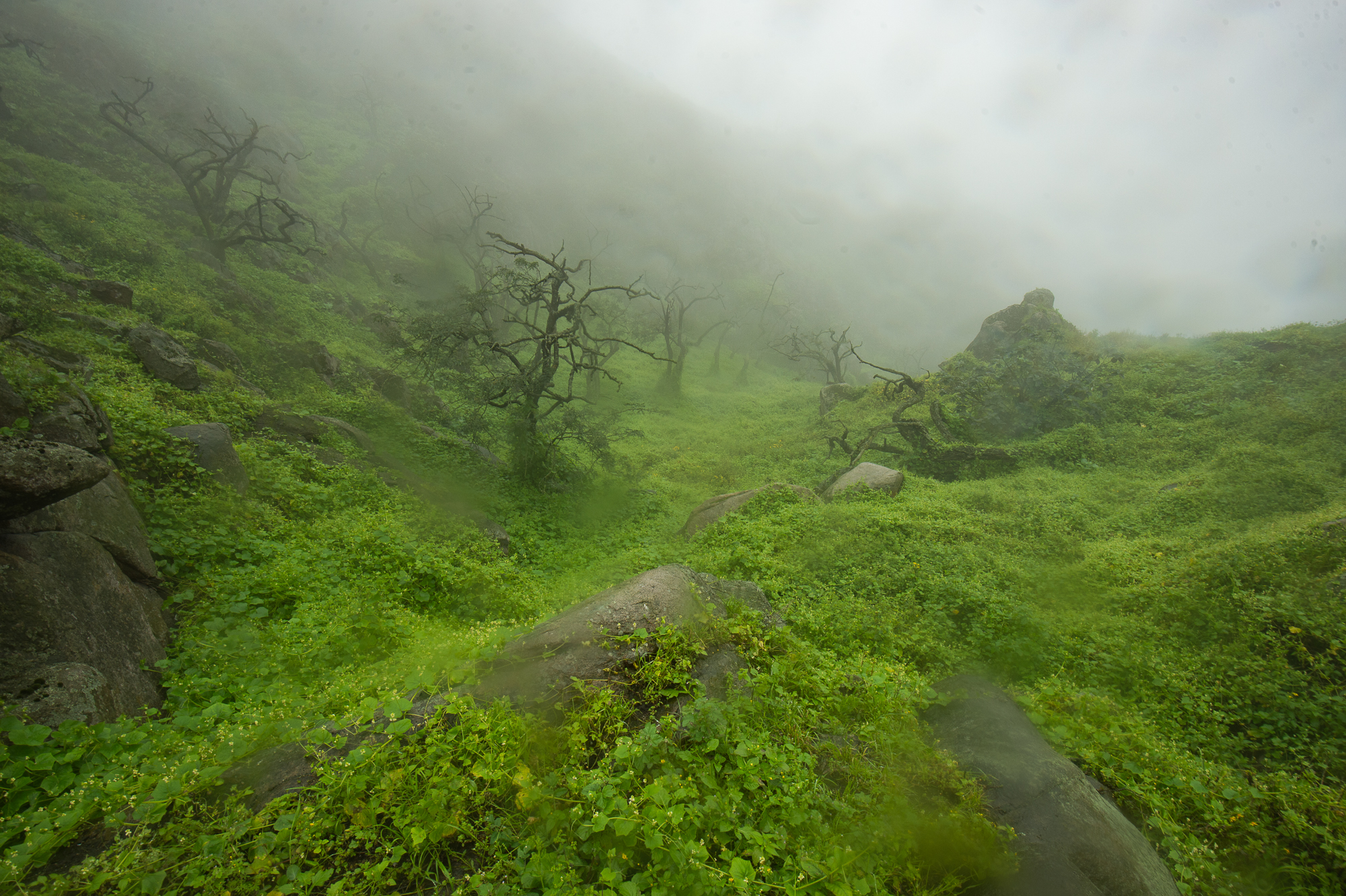 The Lomas Ecosystem during the wet season