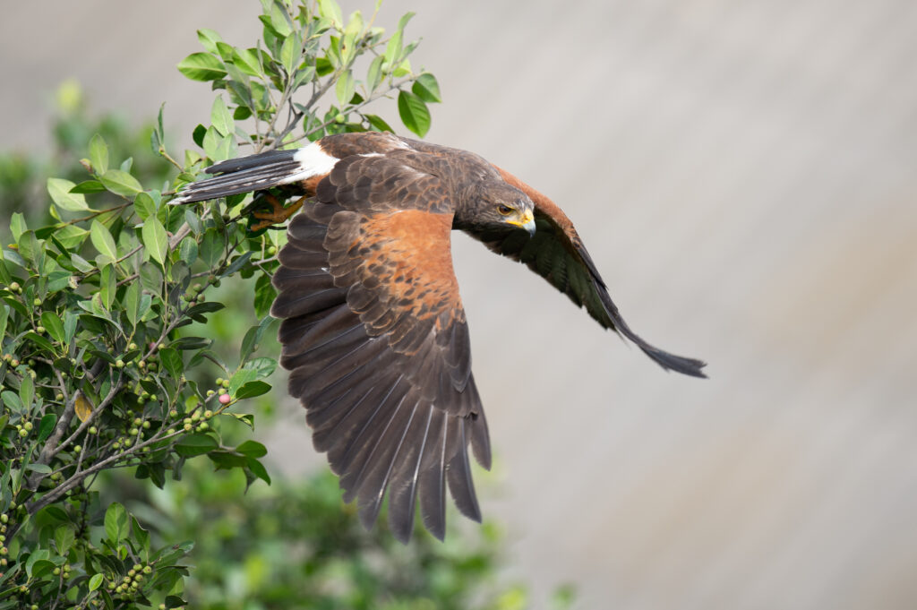 Lima’s Unique Urban Birdlife: Spotting Birds in the City