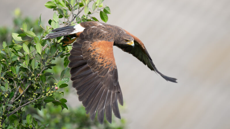 Harris Hawk - Pantanos de Villa & Pucusana Birding Tour