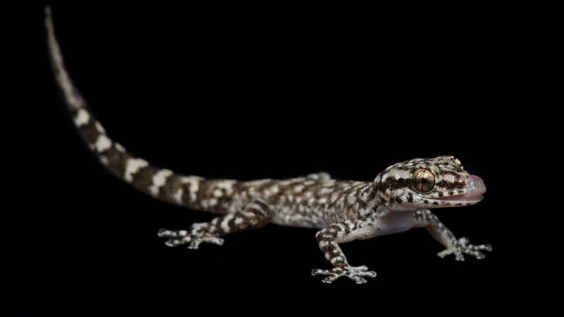 Lomas Gecko - Lomas de Lachay