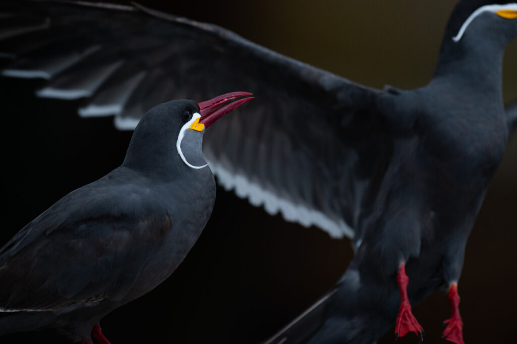 Inca Terns