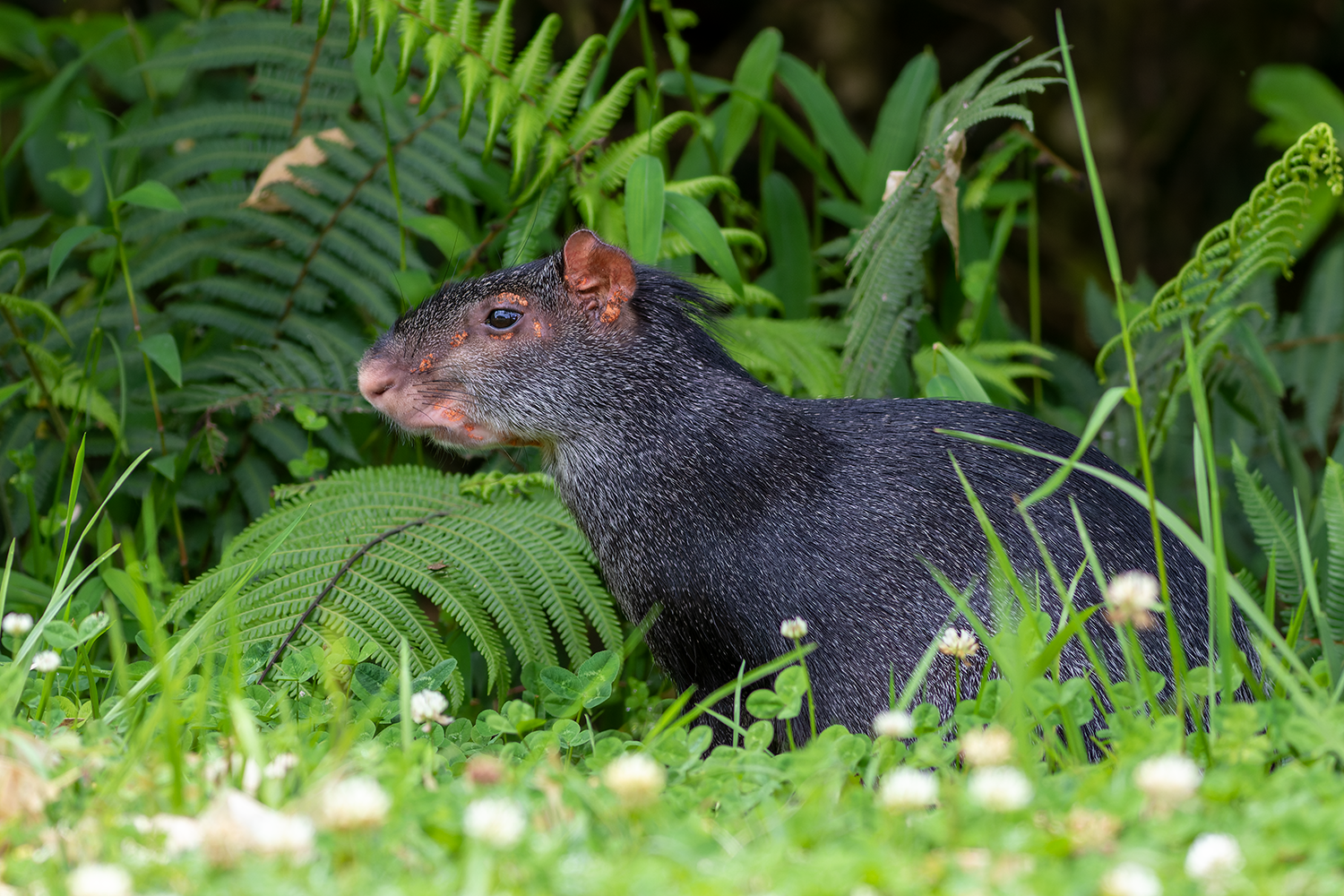 Black Agouti Northern Peru Tour