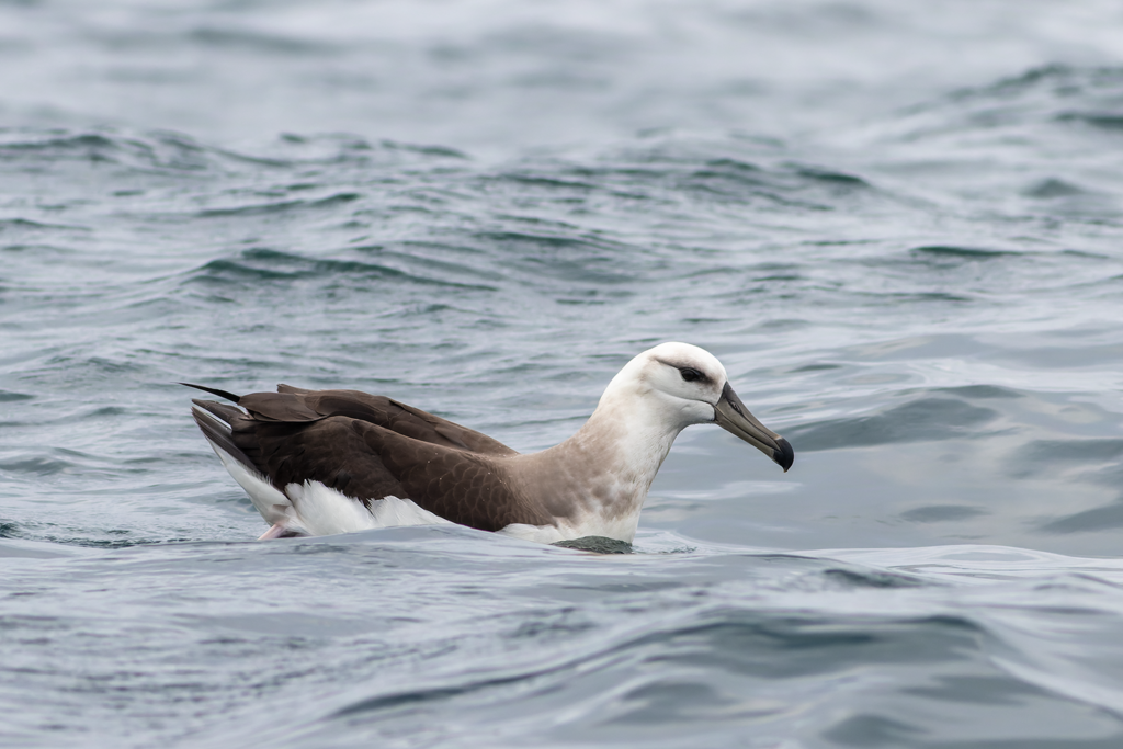 Black-browed Albatross Pelagic Tour Peru