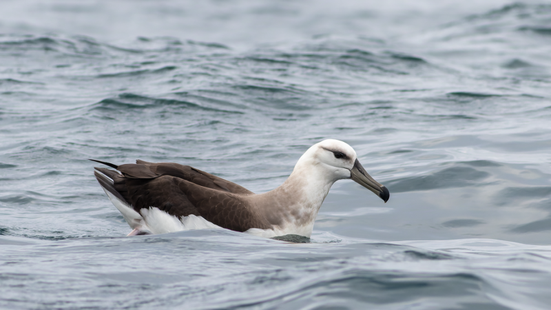 Black-browed Albatross - Wild Andes Tours, Lima