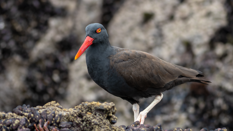 Blackish Oystercatcher Pucusana Birding Tour