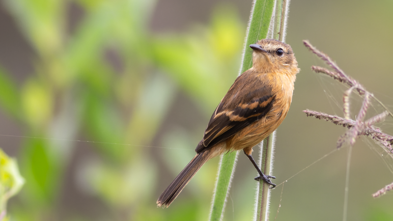 Bran-colored Flycatcher - Wild Andes Tours, Lima