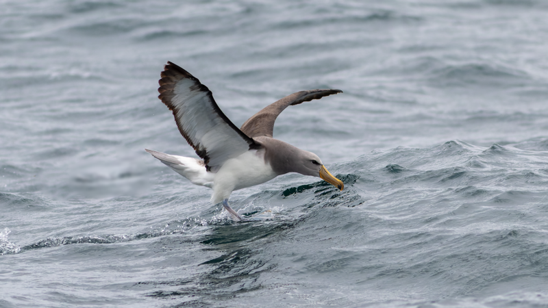 Buller's Albatross - Wild Andes Tours, Lima