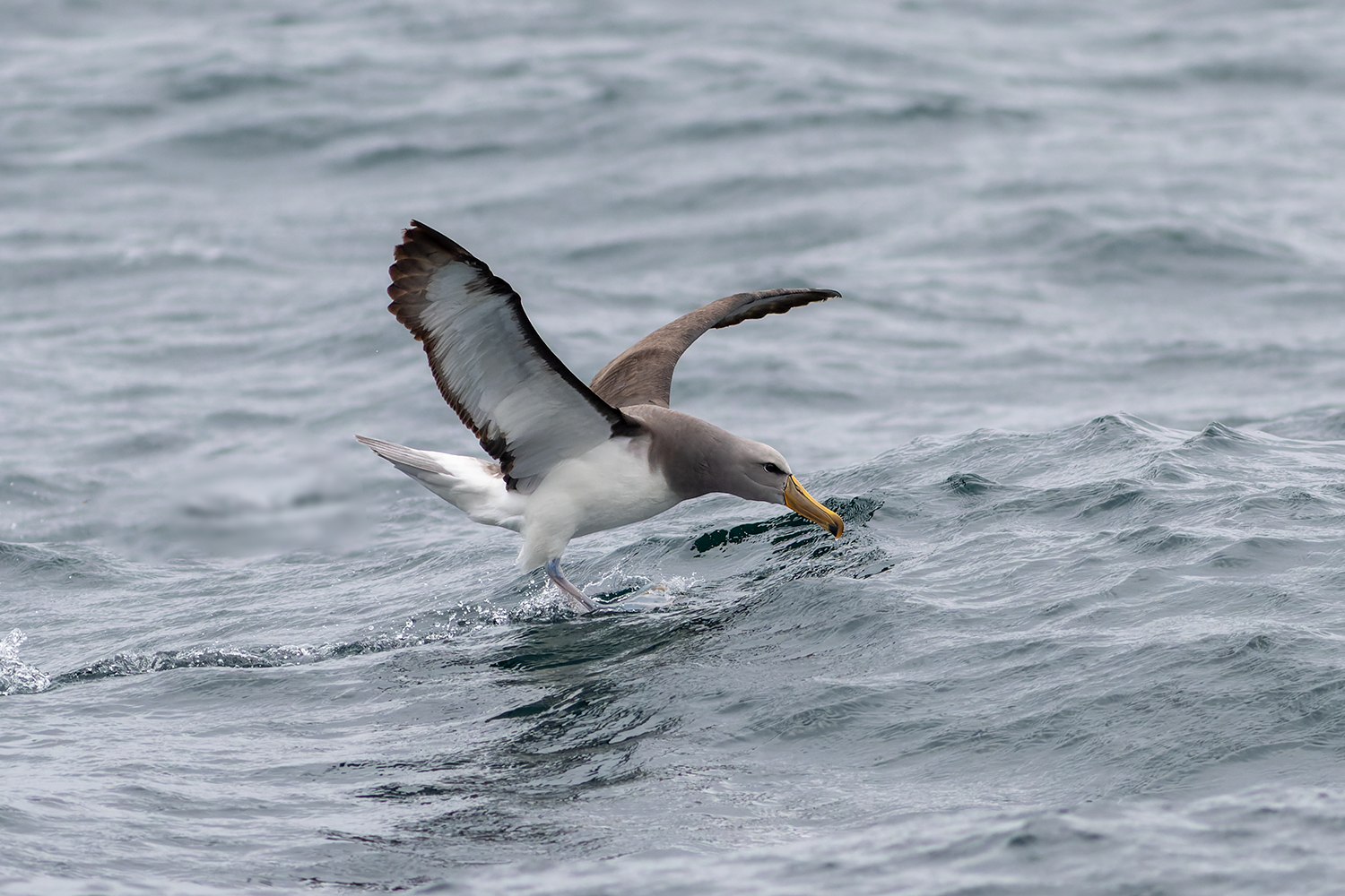 Buller's Albatross Pelagic Tour Peru