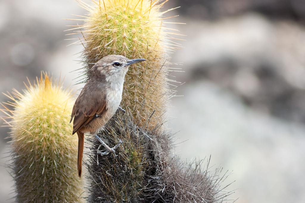 Cactus Canastero - Lomas de Lachay