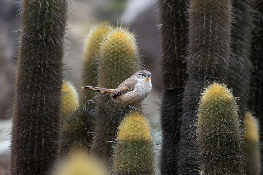 Cactus Canastero