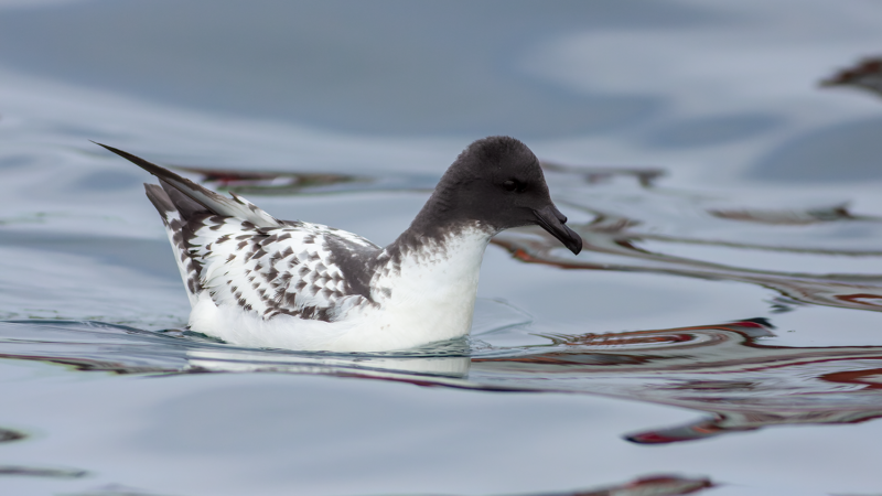 Cape Petrel - Wild Andes Birding Tours, Lima