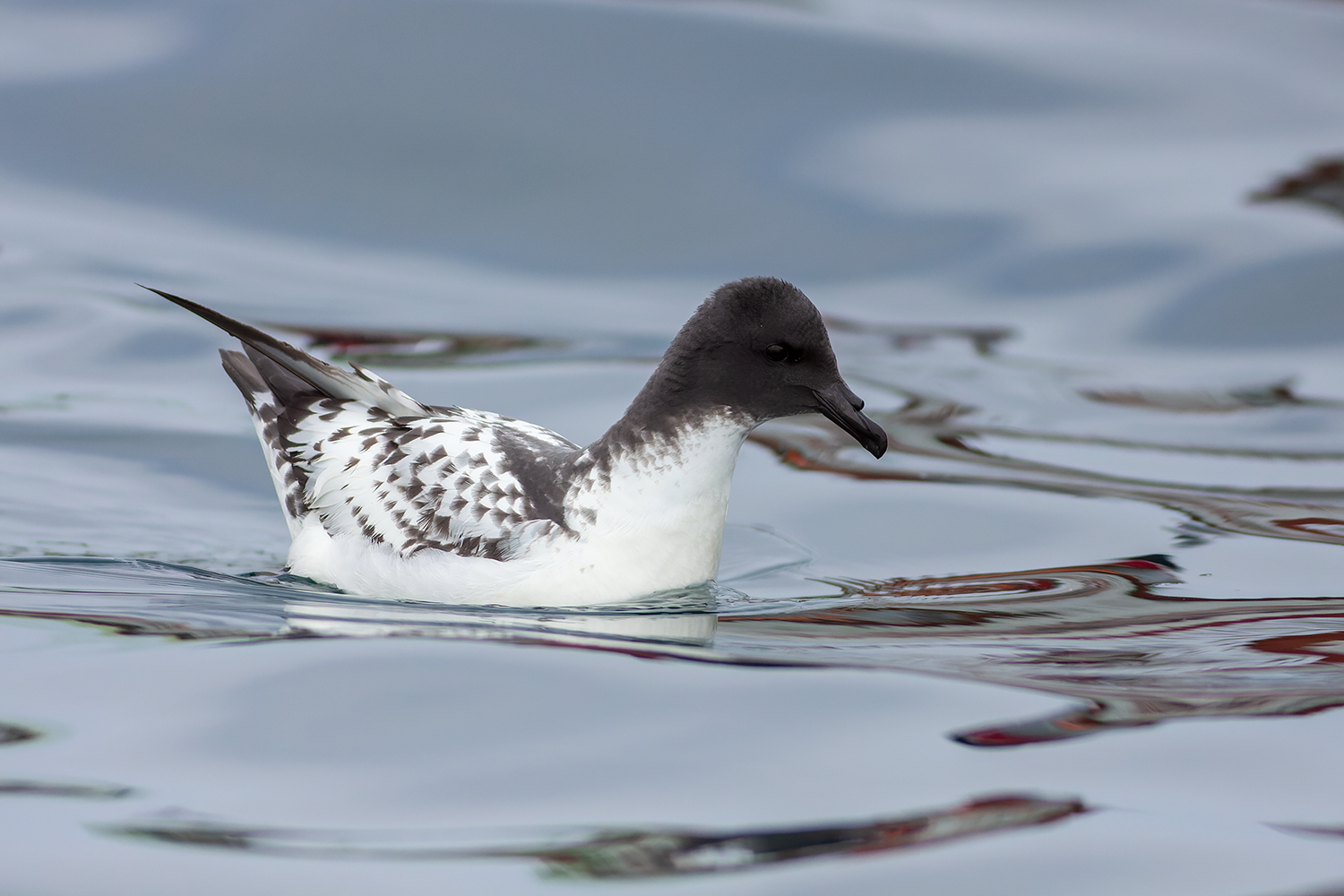 Cape Petrel Pelagic Tour Peru