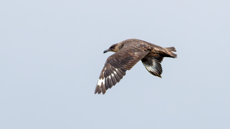 Chilean Skua - Wild Andes Tours, Lima