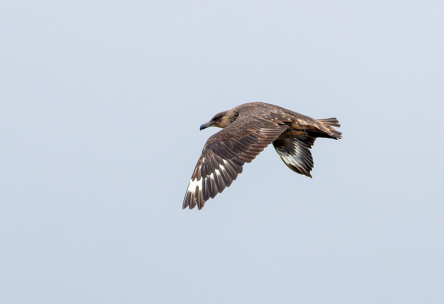 Chilean Skua Pelagic Tour Peru