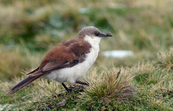 White-bellied Cinclodes critically endangered endemic bird Lima Peru - Wild Andes Tours