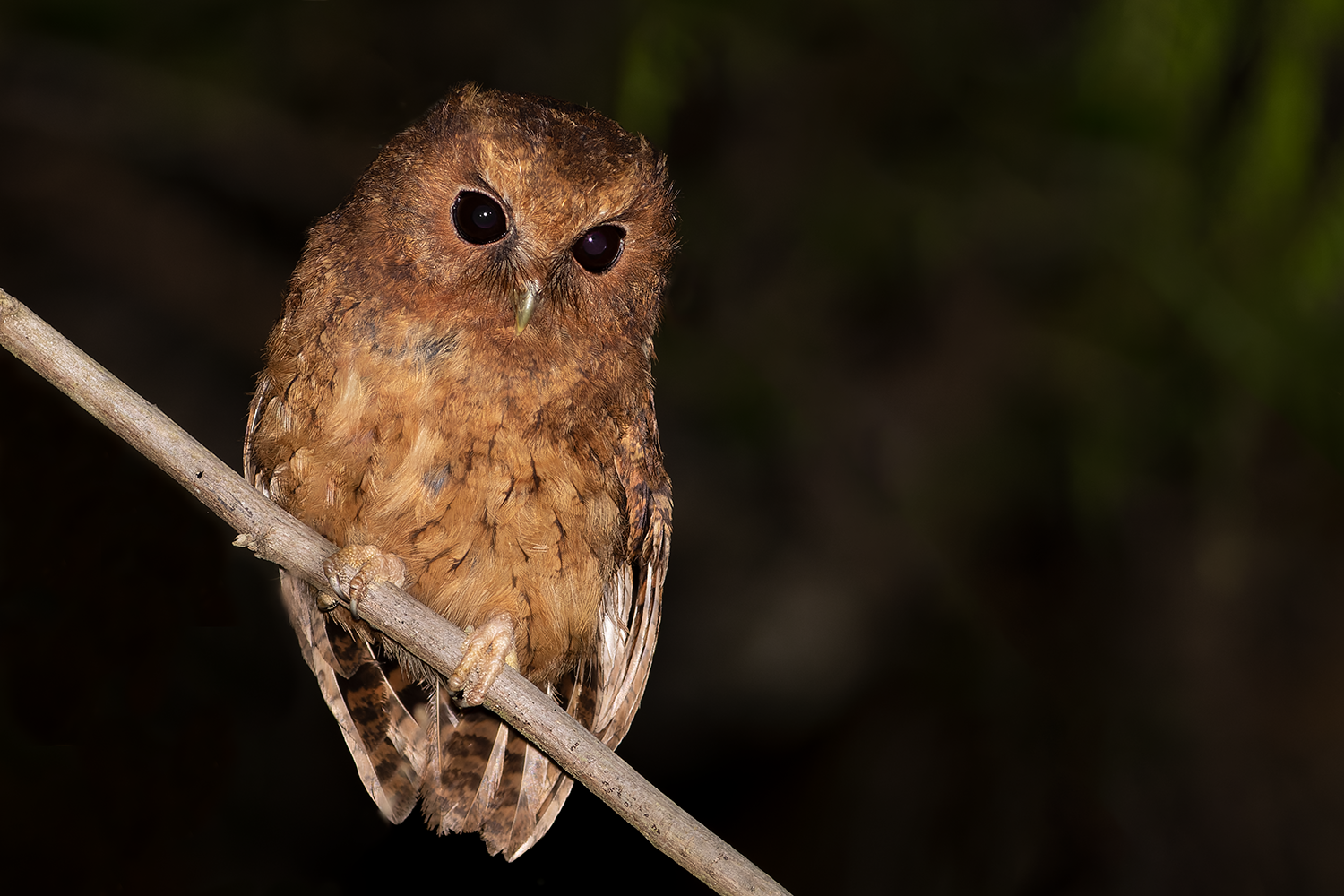 Cinnamon Screech-Owl Northern Peru Tour