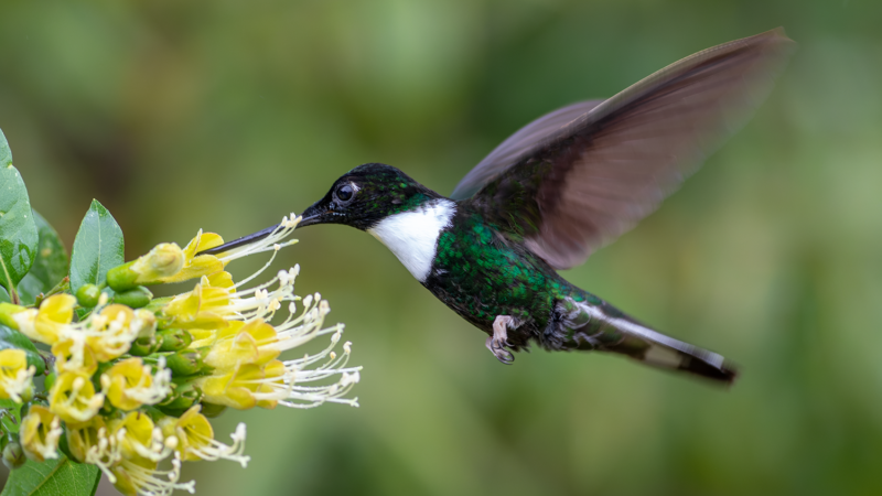 Collared Inca Northern Peru Tour