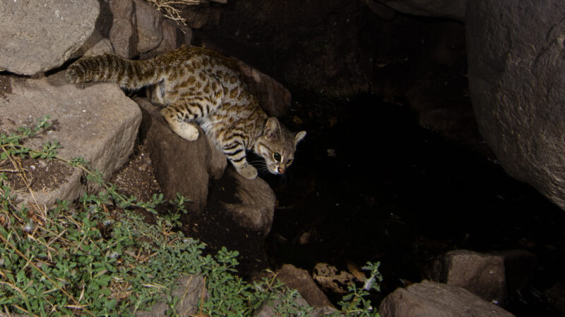Pampas Cat - Lomas de Lachay