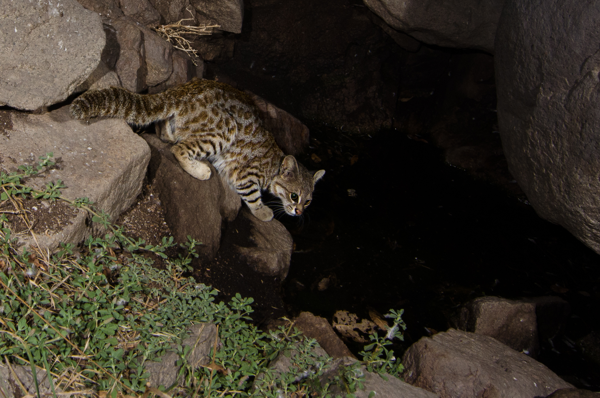 Pampas Cat Lomas de Lachay Birding Tour