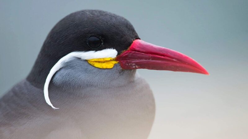 Inca Tern - Wild Andes Birding Tours, Lima