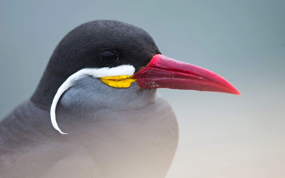 Inca Tern