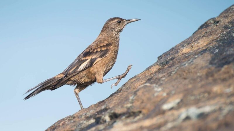 Surf Cinclodes - Wild Andes Birding Tours, Lima