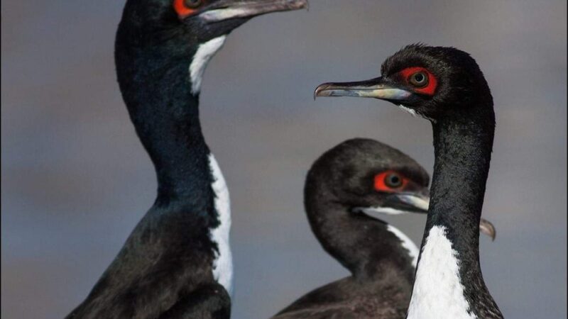 Guanay Cormorant - Wild Andes Birding Tours, Lima