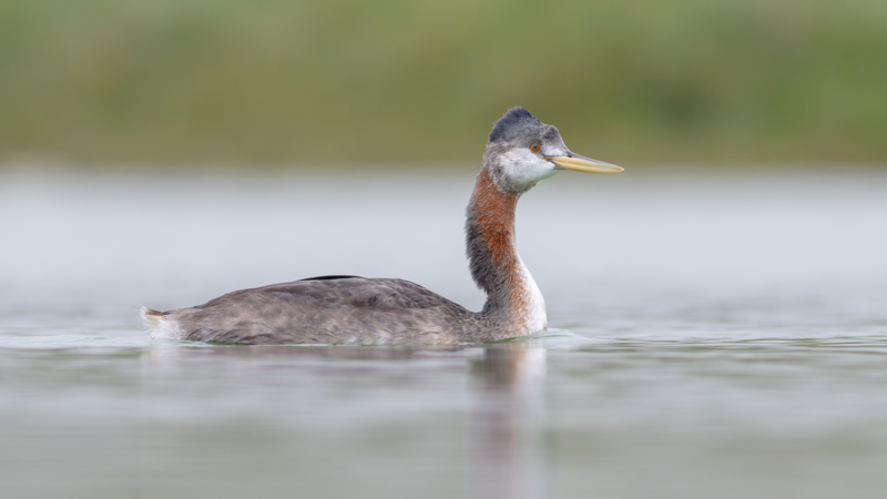 Great-Grebe - Pantanos de Villa