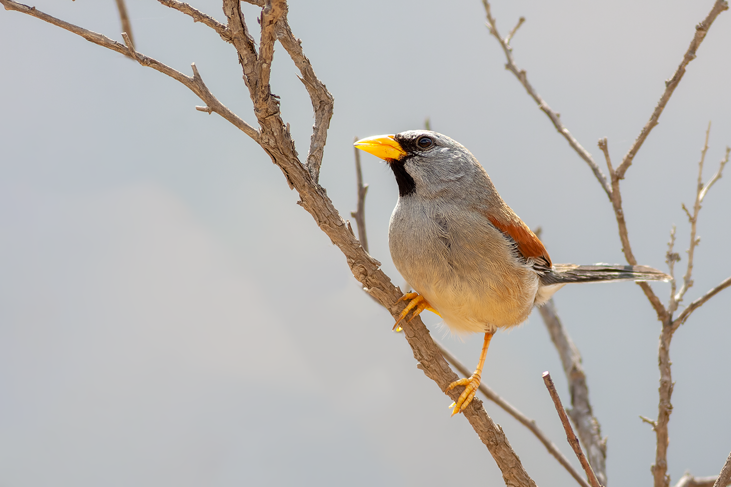 Birdwatching Lima’s Endemic Targets: Great Inca-Finch